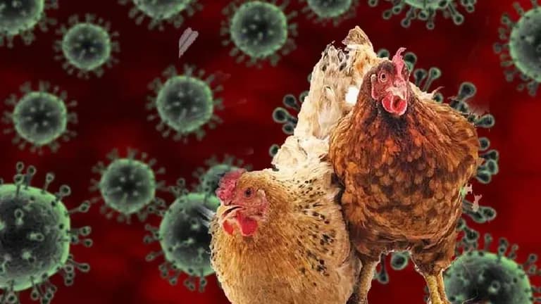 Chicken