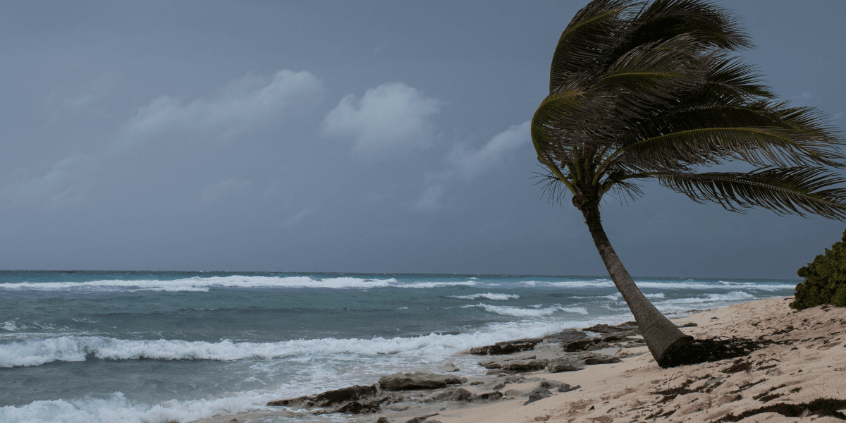 Waves crash on a sandy beach with a bent palm tree under a gray sky