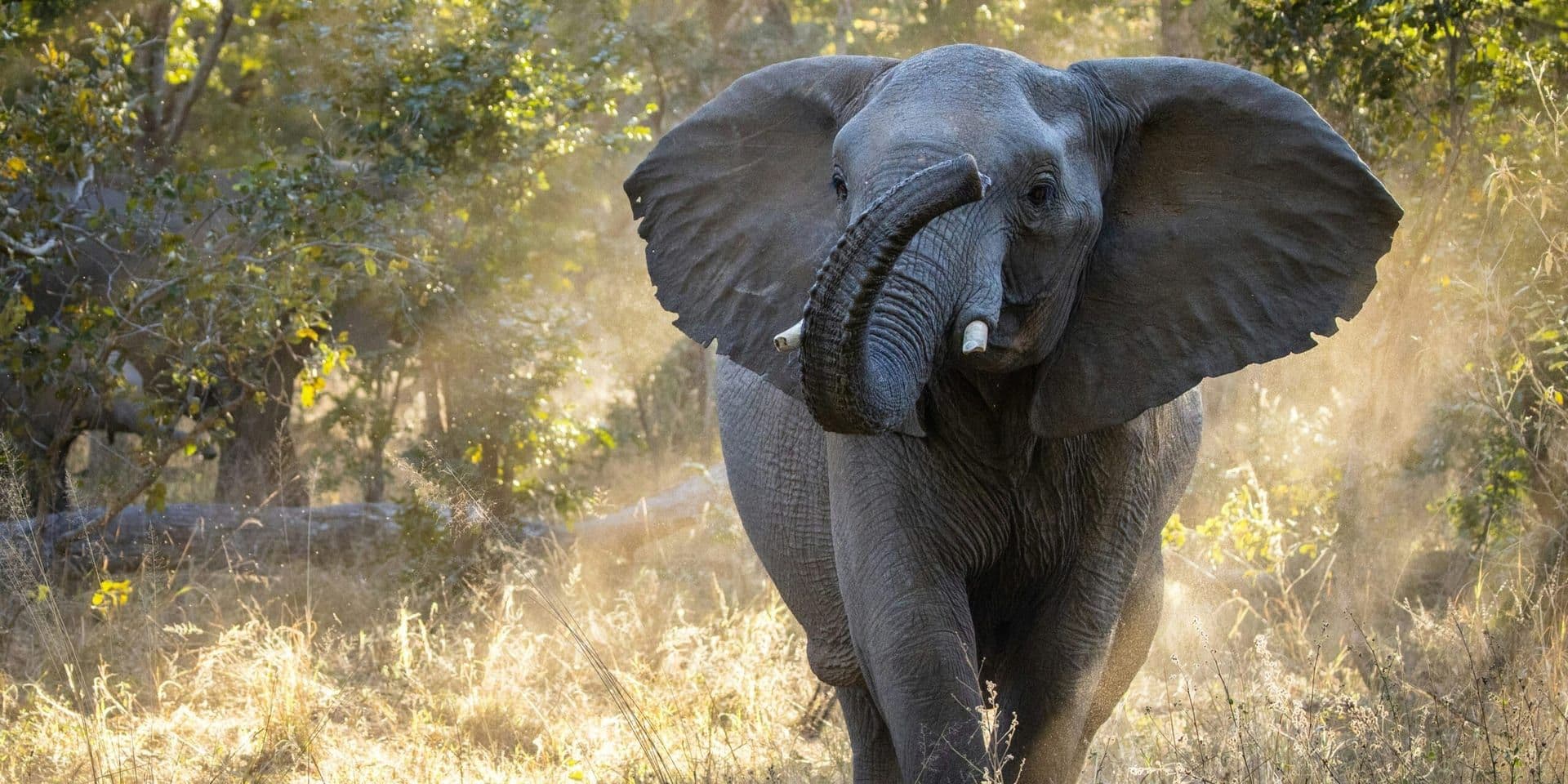The Great Elephant Migration Concludes in Beverly Hills