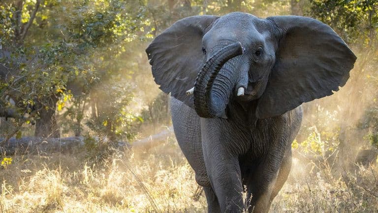 The Great Elephant Migration Concludes in Beverly Hills
