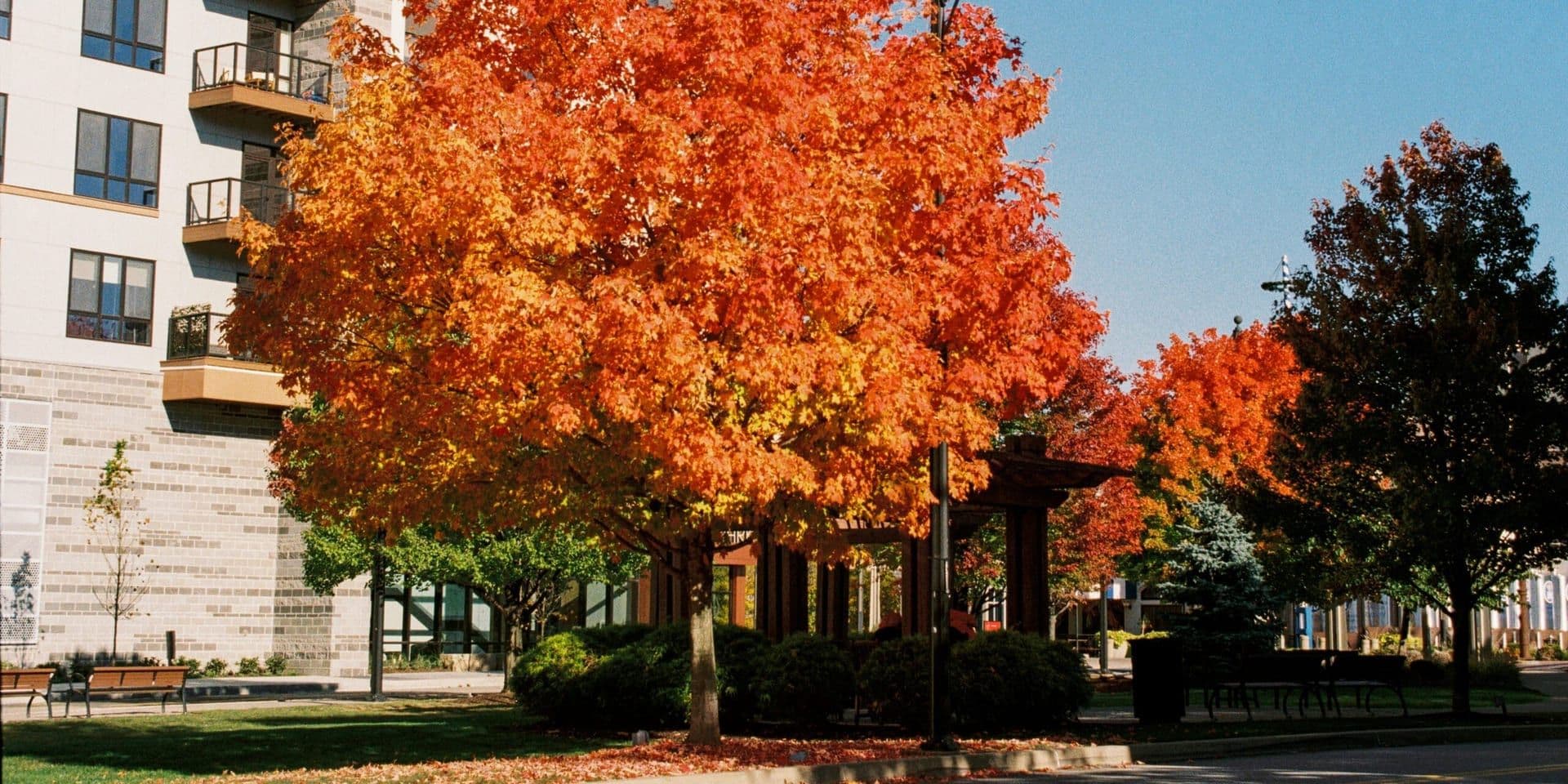 Autumn Arts Flourish Across U.S. Cities