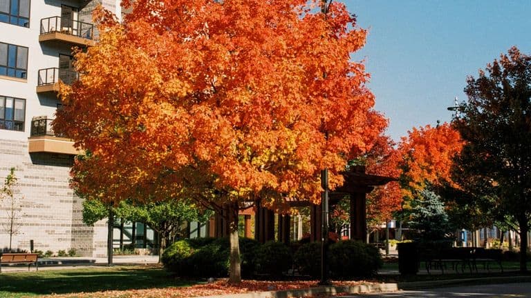 Autumn Arts Flourish Across U.S. Cities